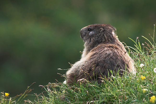 Marmot