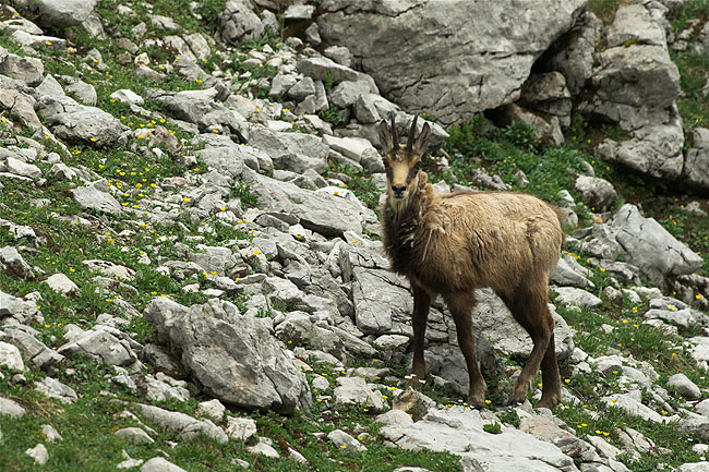 Chamois