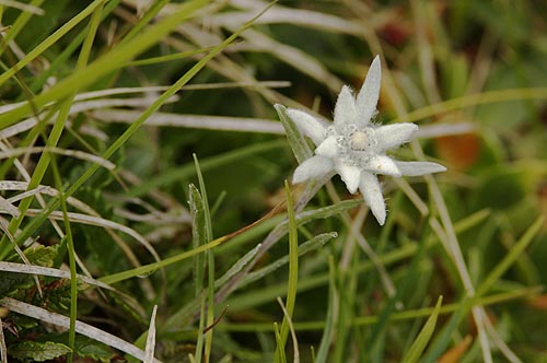 Edelweiss