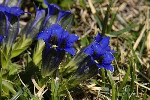 Gentian