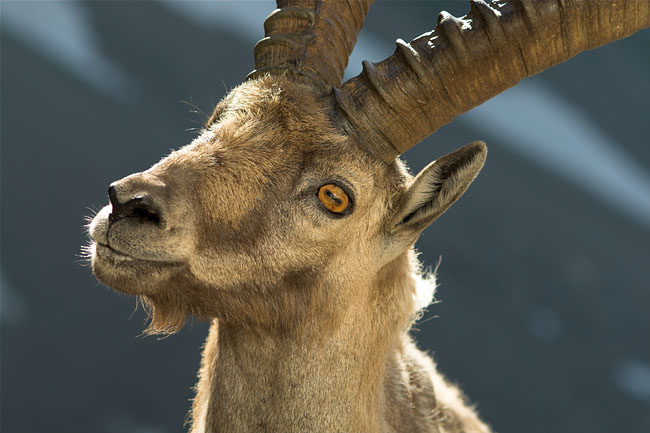 Ibex