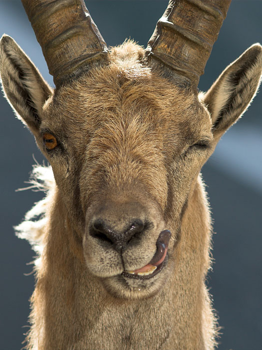 Ibex