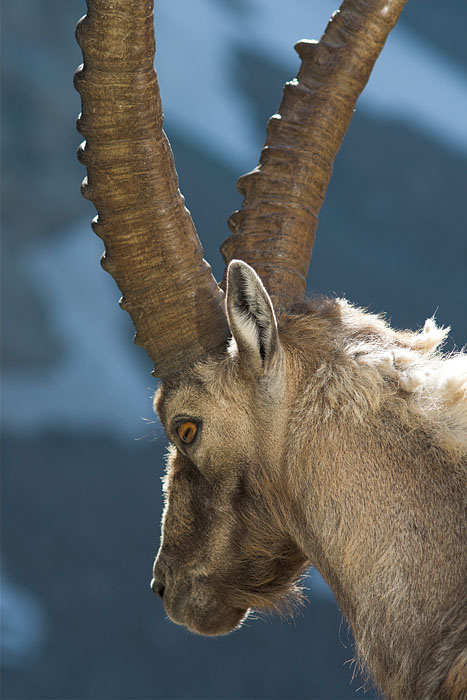 Ibex