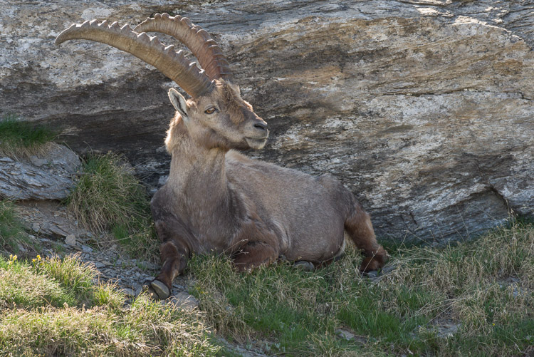 Ibex