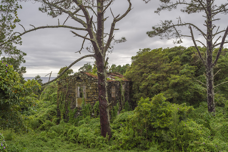 Ruins in forest