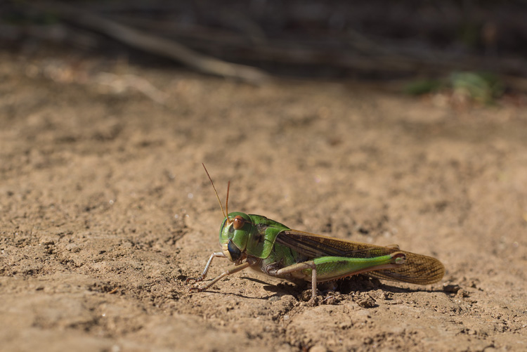 Grashopper