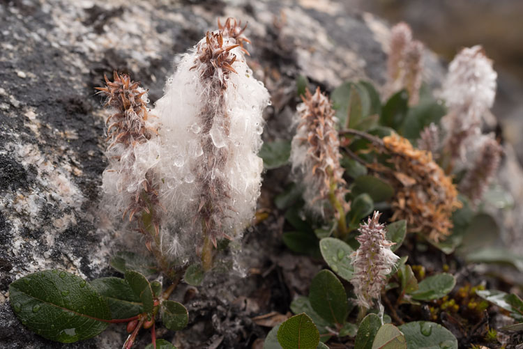 Cotton grass