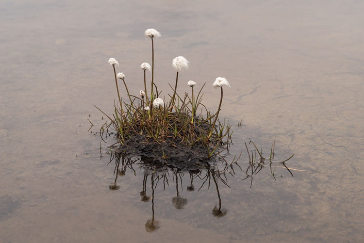 Cotton grass