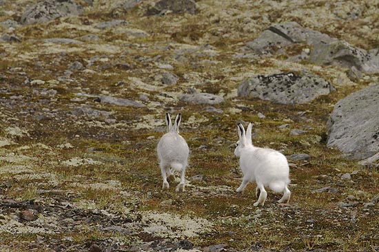 Snowhares