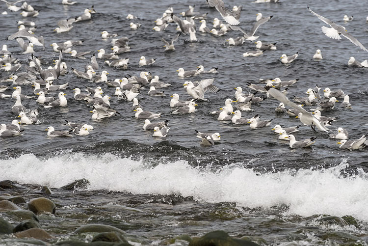 Seagulls