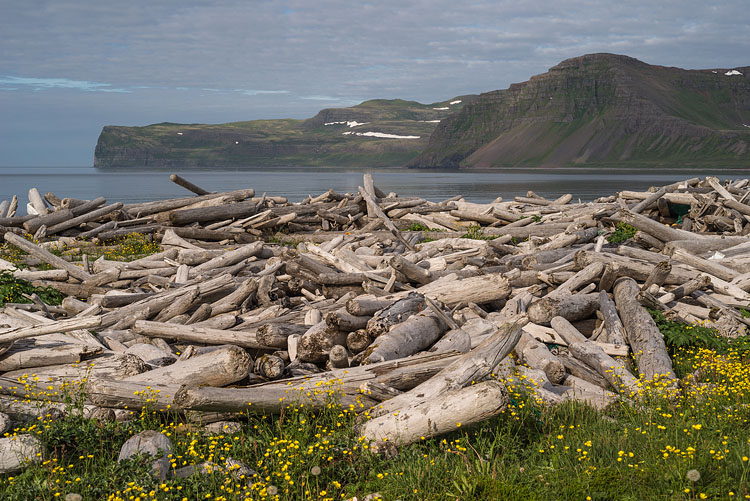 Driftwood