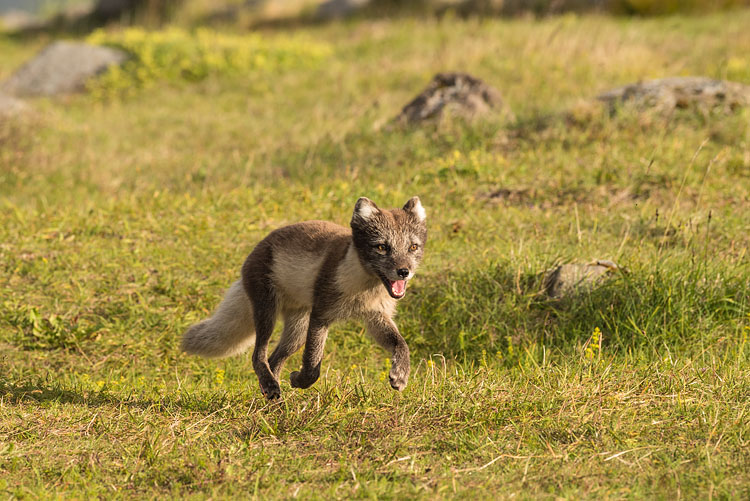 Arctic Fox