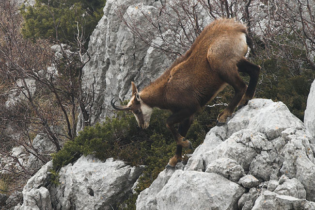 Chamois