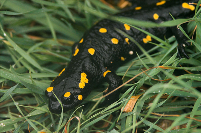 Salamander