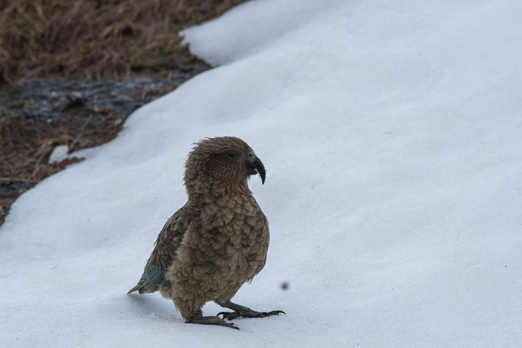 Kea on snow