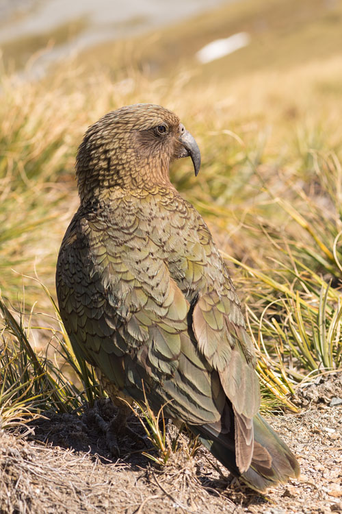 Kea