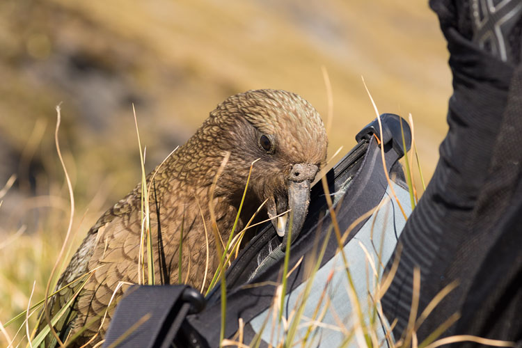 Kea and camera bag