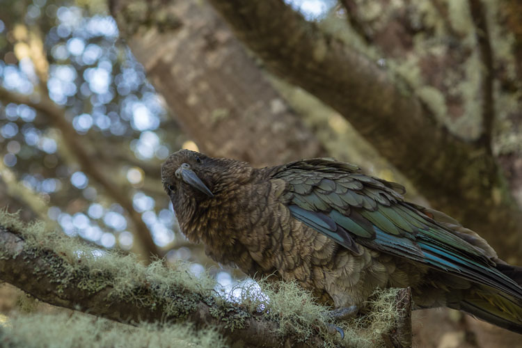 Kea