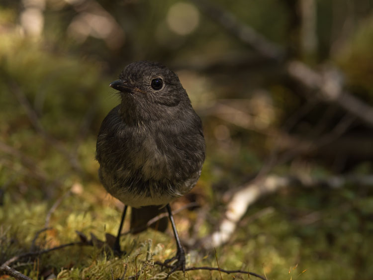 South Island Robin