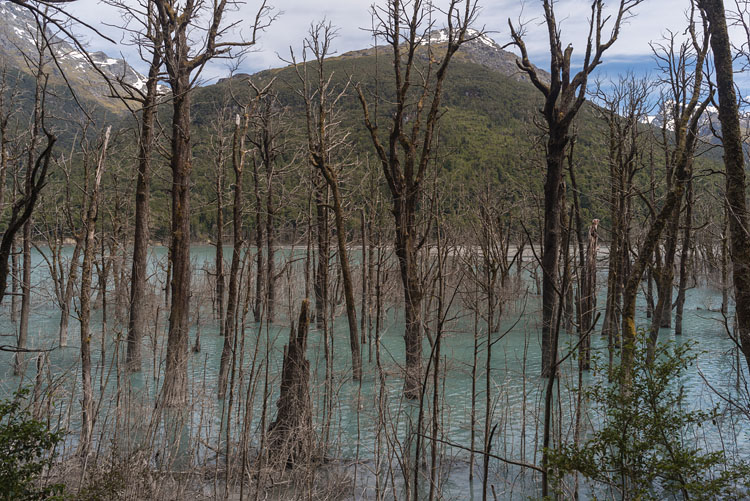 Dead trees