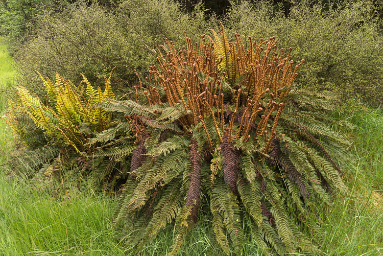 Ferns