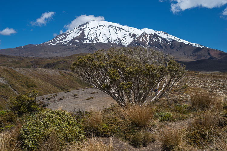 Bush with Ruapehu