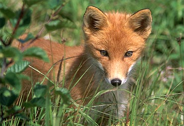 Young fox