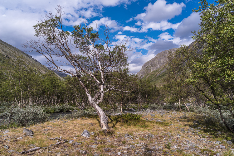 Forest in Grøvudalen