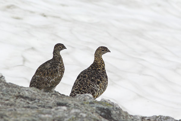 Ptarmigans