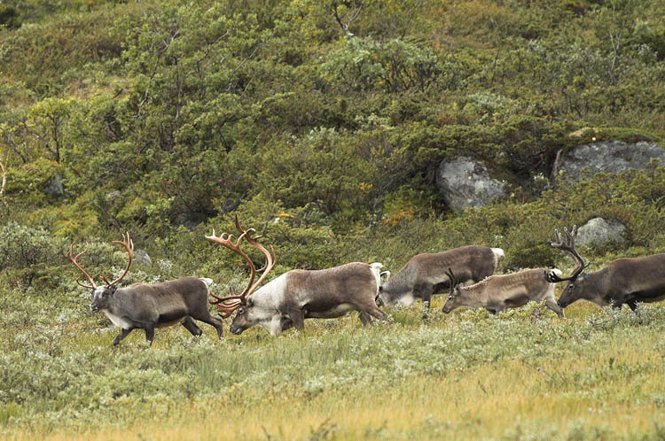 Reindeers