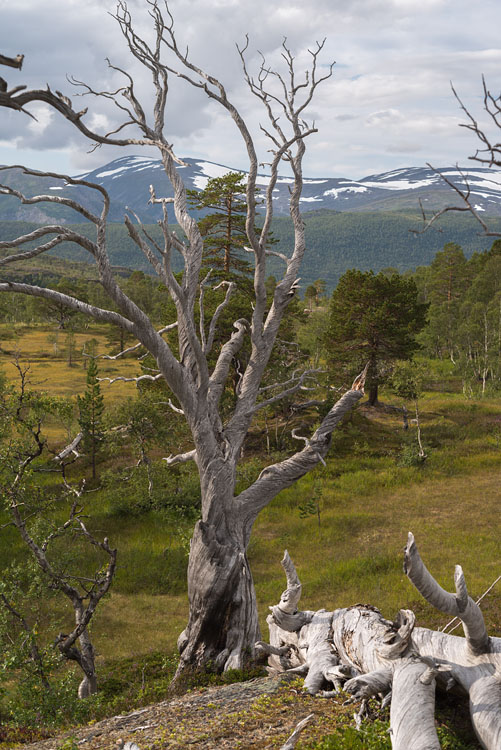 Dead tree