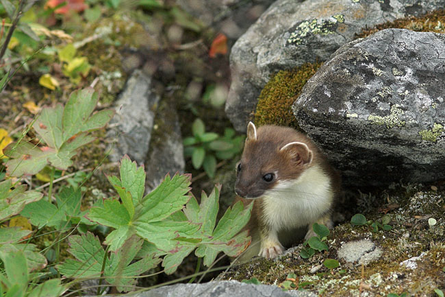 Stoat