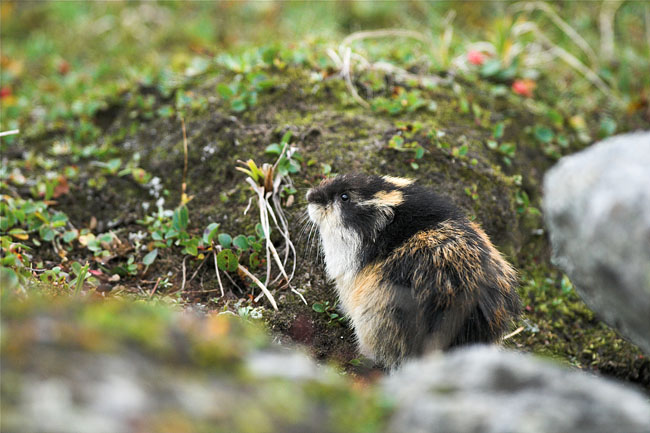 Lemming