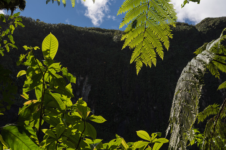 Ferns