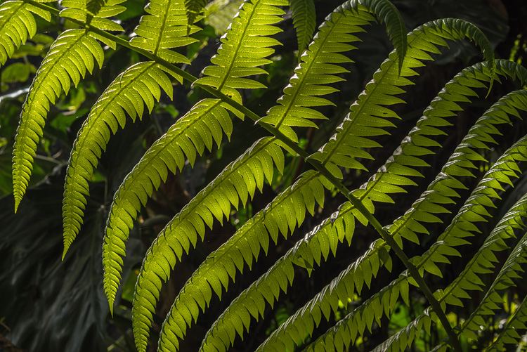 Ferns