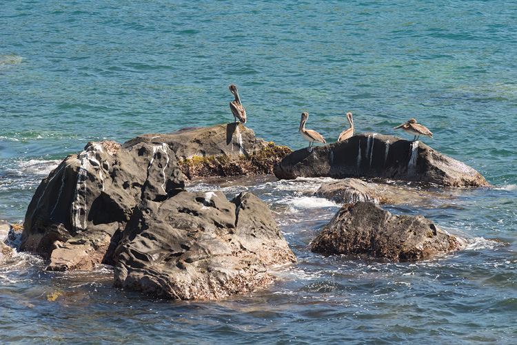 Pelicans