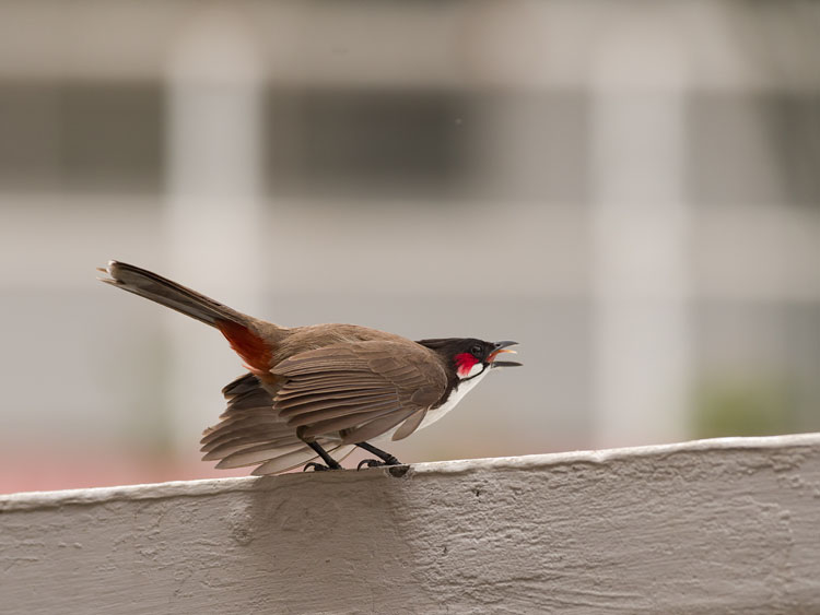 Red-whiskered bulbul