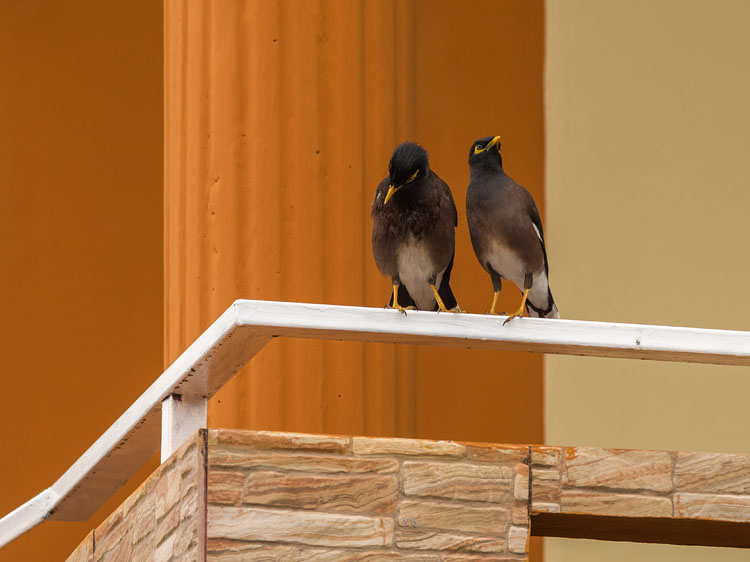 Indian myna