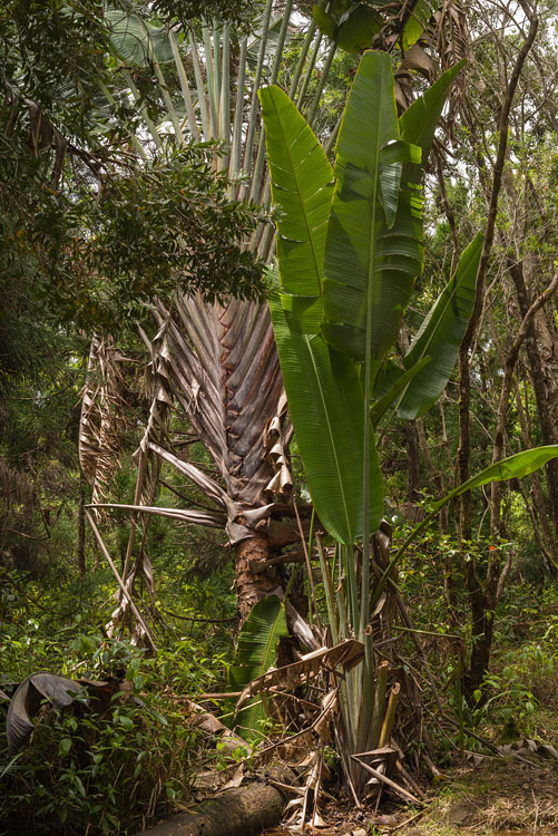 Plants