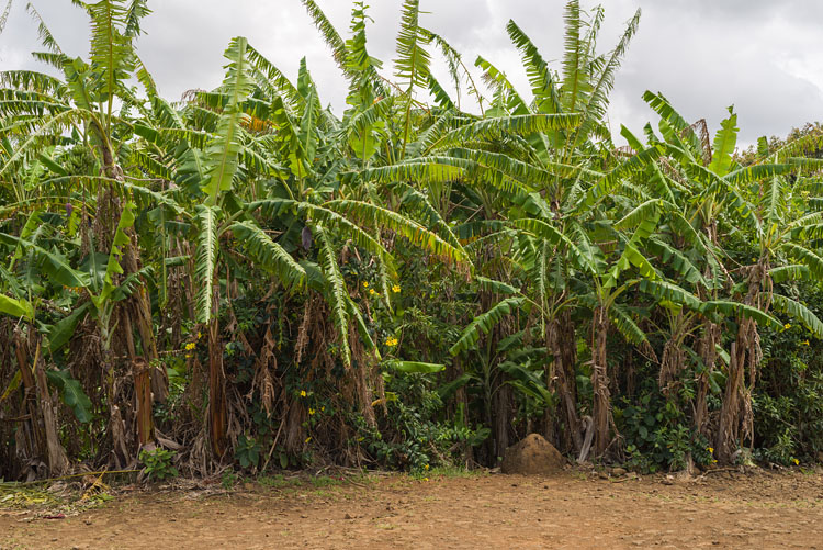 Bananas