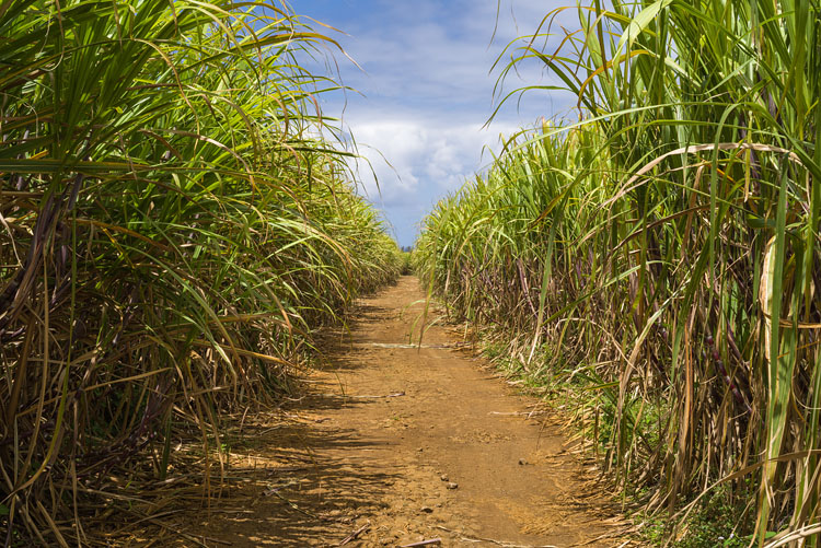Sugarcane