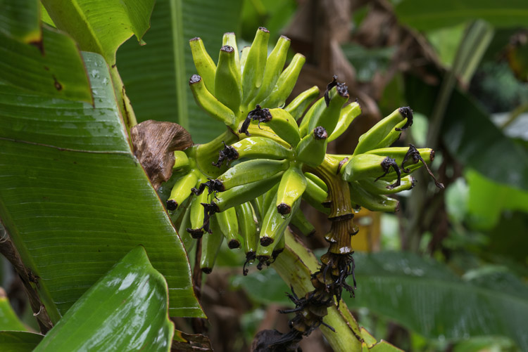 Bananas