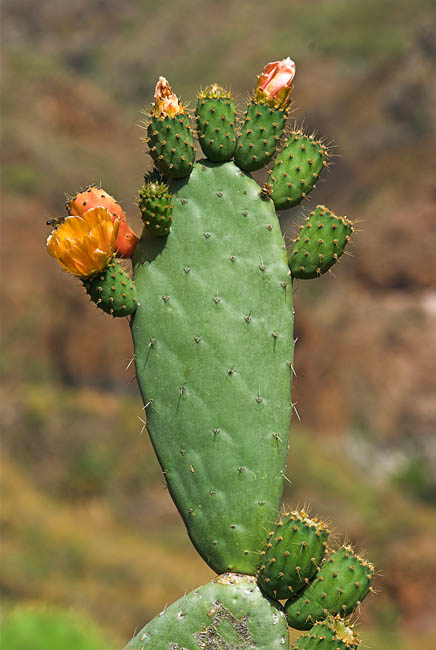 Cactus