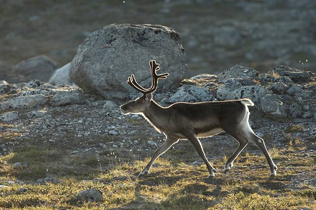 Reindeer