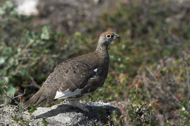 Ptarmigan