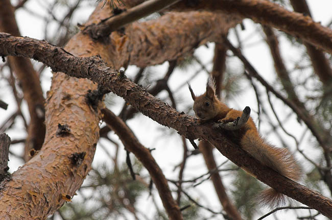 Red Squirrel