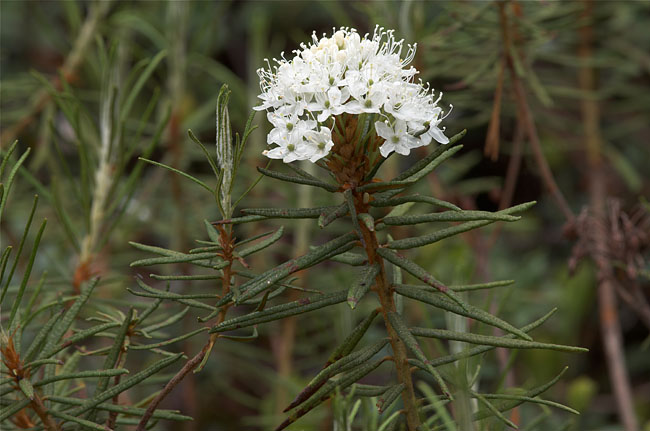 Wild Rosemary