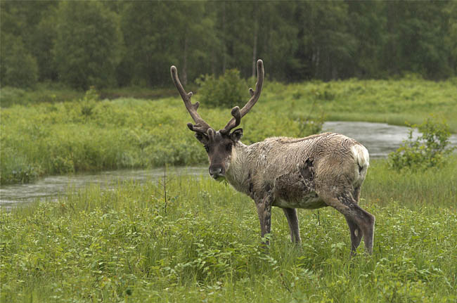 Reindeer
