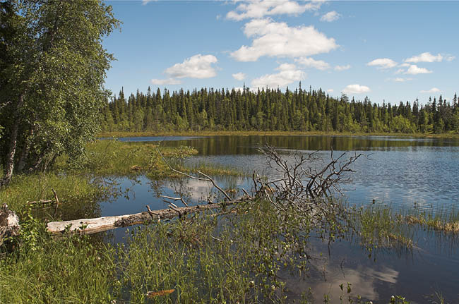 Suolampi
